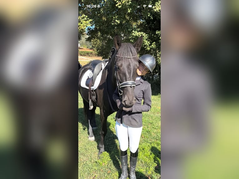 Murgese Giumenta 5 Anni 165 cm Morello in Vinkuran