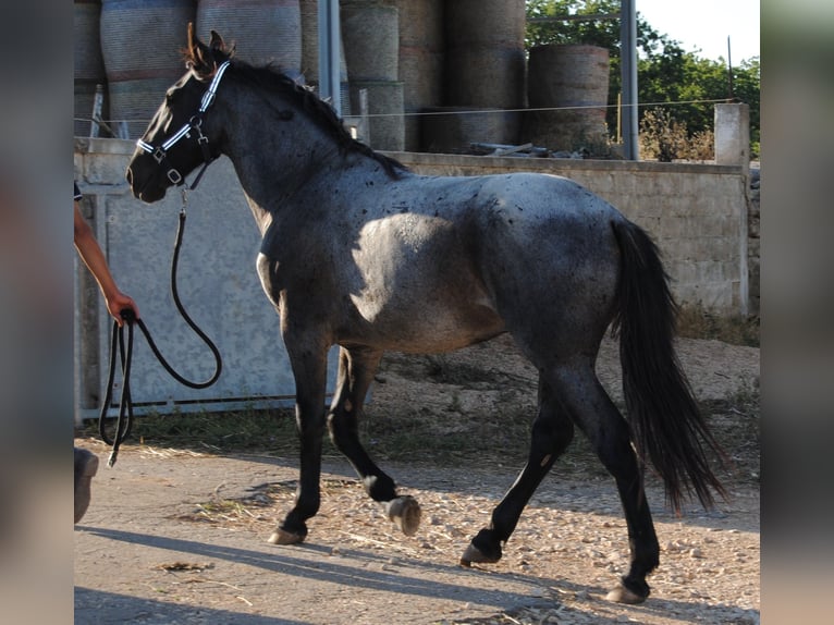 Murgese Hengst 2 Jaar 154 cm Roan-Blue in Murgia