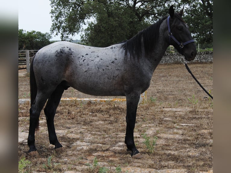 Murgese Hengst 2 Jaar 154 cm Roan-Blue in Murgia