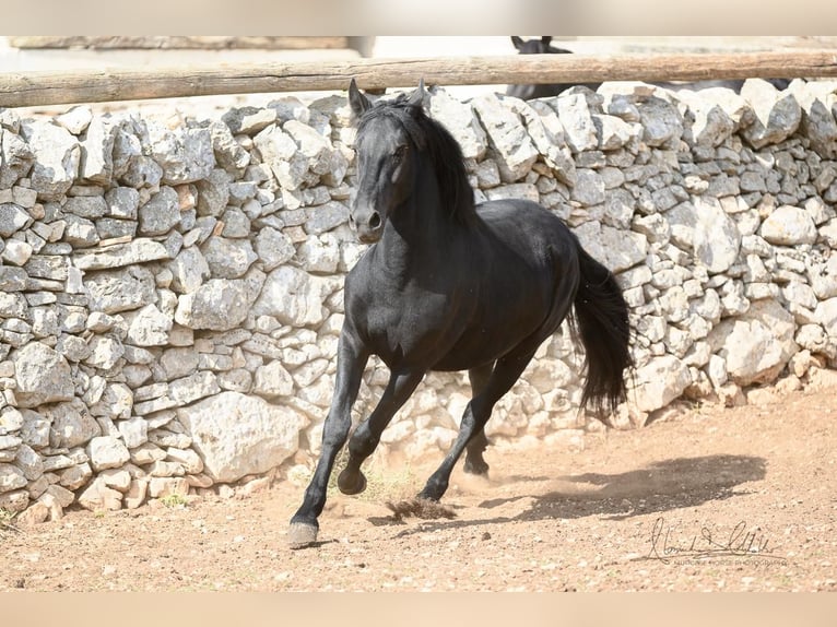 Murgese Hengst 2 Jaar 154 cm Zwart in Martina Franca