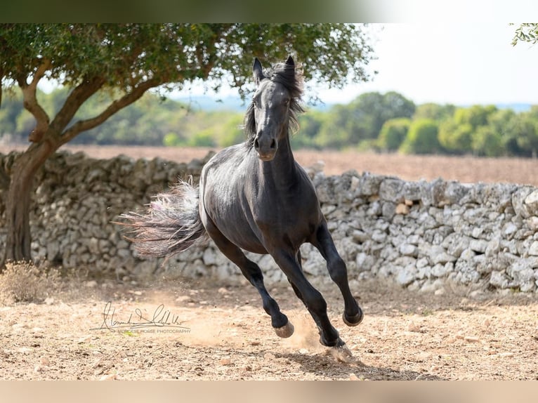 Murgese Hengst 2 Jaar 154 cm Zwart in Martina Franca