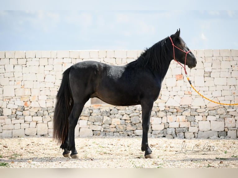 Murgese Hengst 2 Jaar 154 cm Zwart in Martina Franca