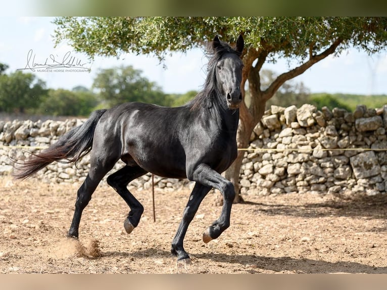Murgese Hengst 2 Jaar 154 cm Zwart in Martina Franca