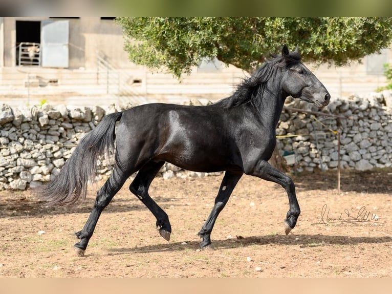 Murgese Hengst 2 Jaar 154 cm Zwart in Martina Franca