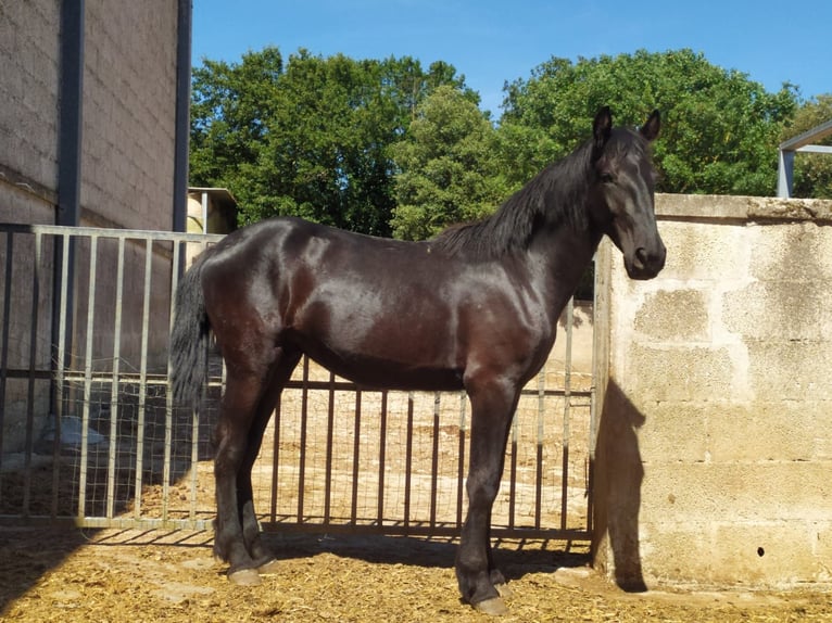 Murgese Hengst 2 Jaar 157 cm Zwart in Martina Franca