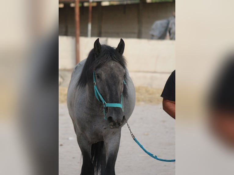 Murgese Hengst 2 Jaar 160 cm  in Avetrana
