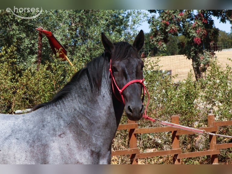 Murgese Hengst 2 Jaar 160 cm Roan-Blue in Martina Franca