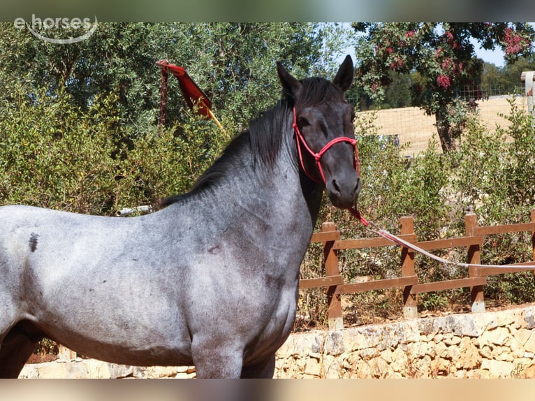 Murgese Hengst 2 Jaar 160 cm Roan-Blue in Martina Franca