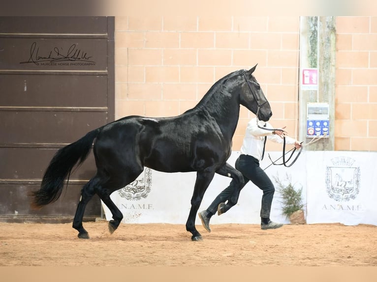 Murgese Hengst 2 Jaar 160 cm Zwart in Martina Franca