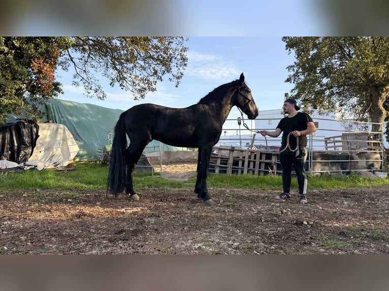 Murgese Hengst 2 Jaar 160 cm Zwart in Martina Franca