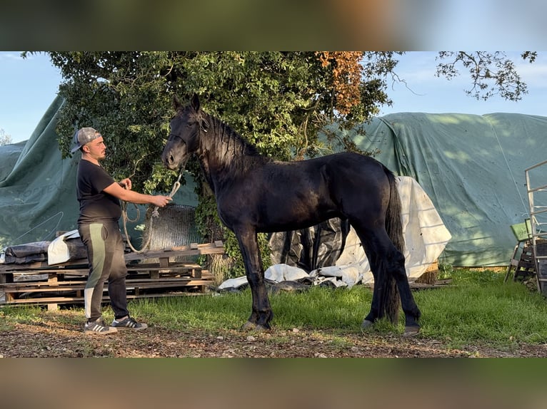 Murgese Hengst 2 Jaar 160 cm Zwart in Martina Franca
