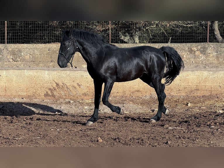 Murgese Hengst 2 Jaar 160 cm Zwart in Martina Franca