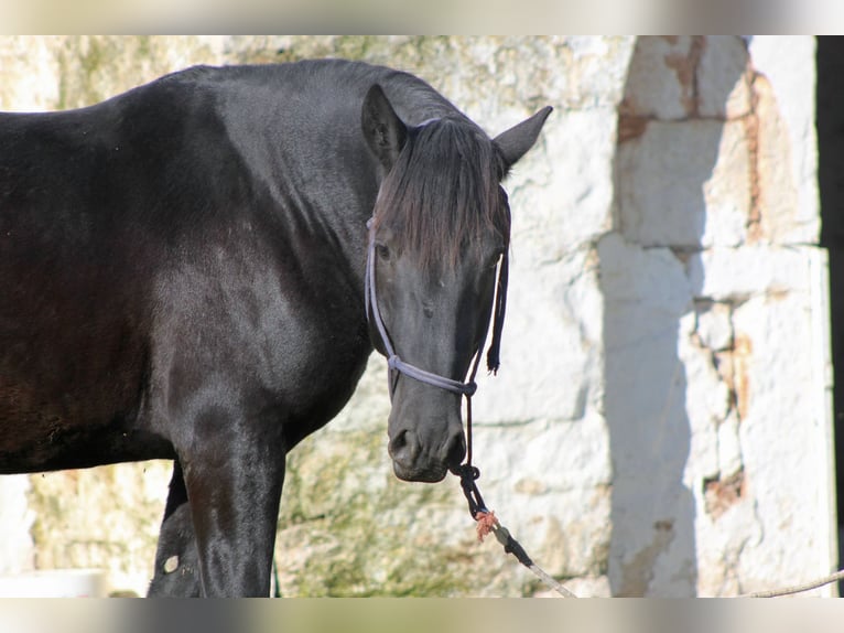Murgese Hengst 2 Jaar 161 cm Zwart in Martina Franca