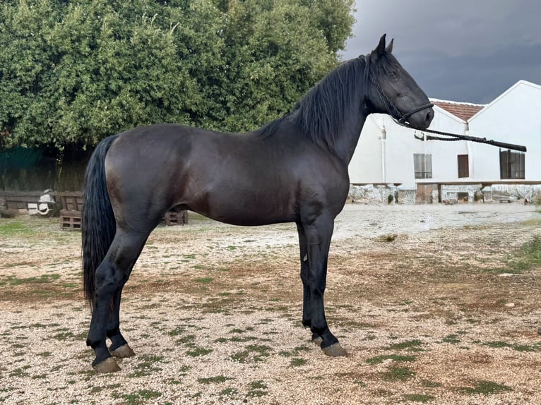Murgese Hengst 2 Jaar 163 cm Zwart in Martina Franca