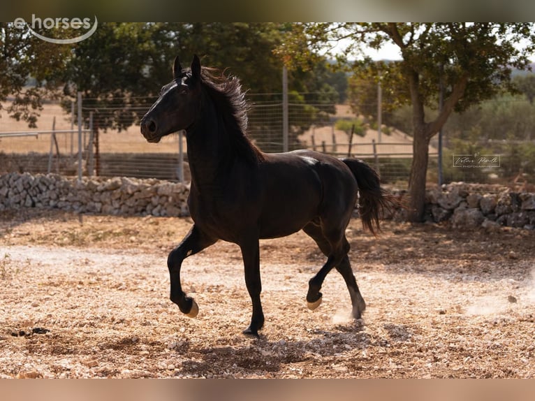 Murgese Hengst 2 Jaar 164 cm Zwart in Martina Franca