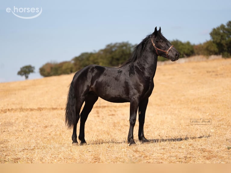 Murgese Hengst 2 Jaar 164 cm Zwart in Martina Franca
