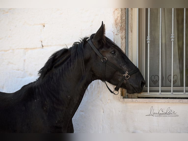 Murgese Hengst 2 Jaar 164 cm Zwart in Martina Franca