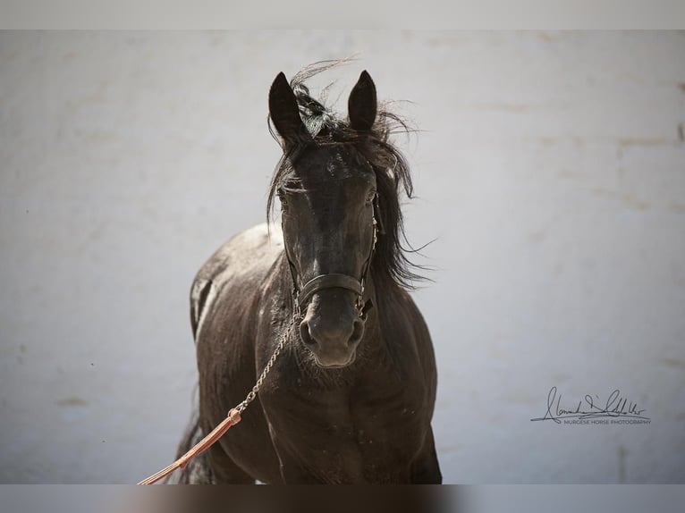 Murgese Hengst 2 Jaar 164 cm Zwart in Martina Franca