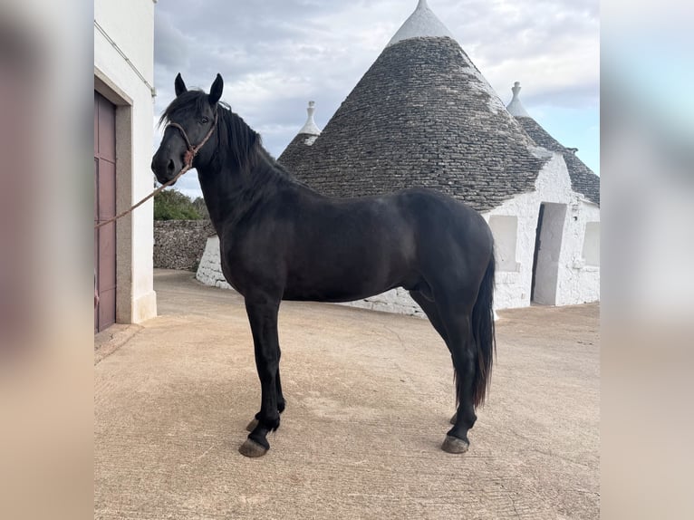 Murgese Hengst 2 Jaar 165 cm Zwart in Martina Franca