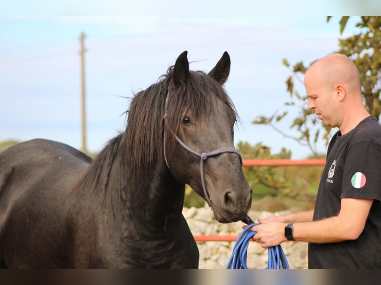 Murgese Hengst 2 Jaar 165 cm Zwart in Martina Franca