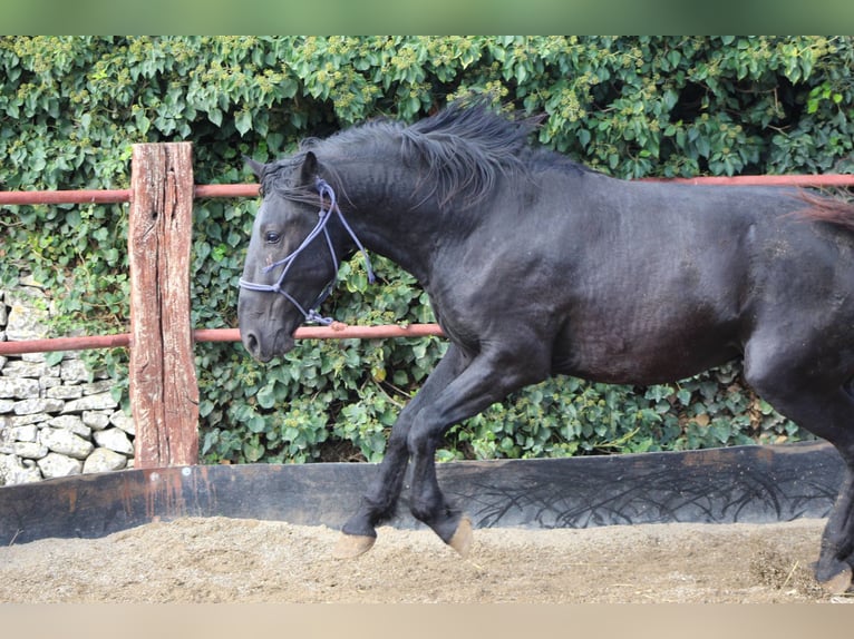 Murgese Hengst 2 Jaar 165 cm Zwart in Martina Franca
