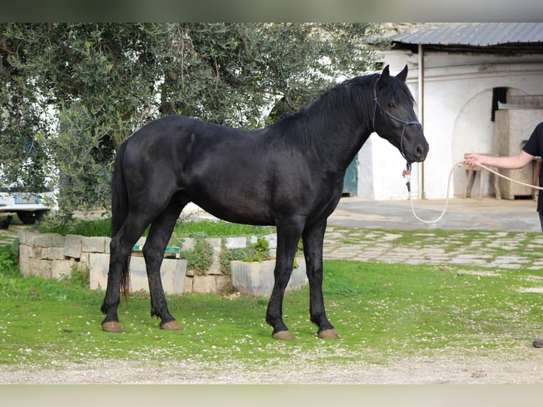 Murgese Hengst 2 Jaar 165 cm Zwart in Martina Franca