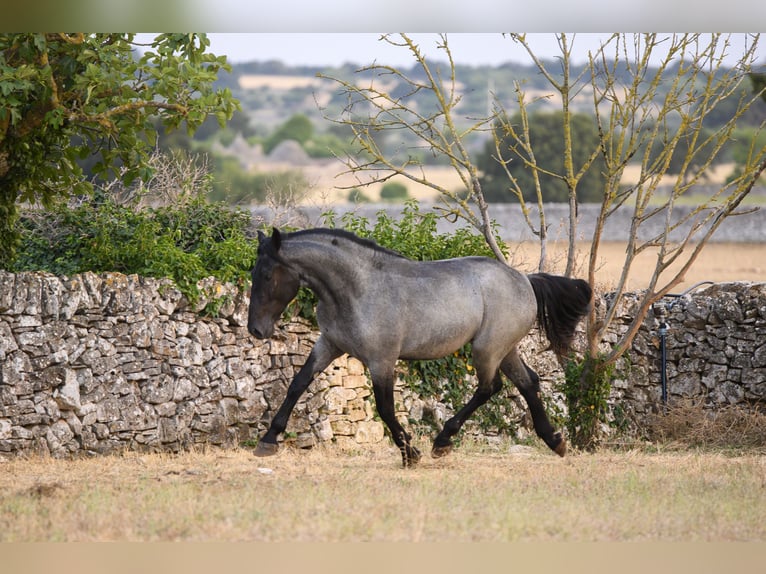 Murgese Hengst 2 Jaar Roan-Blue in Noci