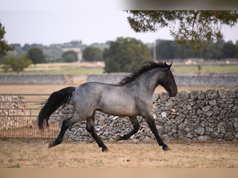 Murgese Hengst 2 Jaar Roan-Blue in Noci