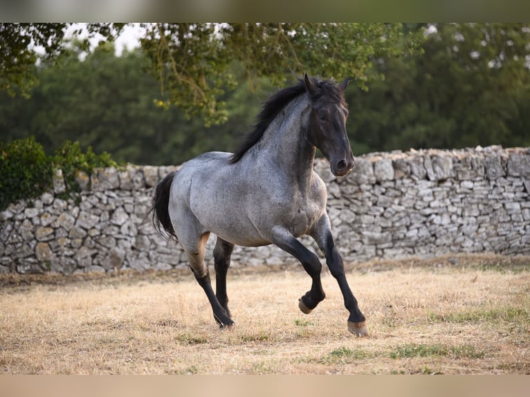 Murgese Hengst 2 Jaar Roan-Blue in Noci