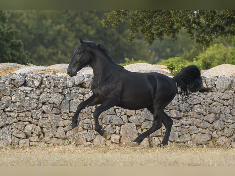 Murgese Hengst 2 Jahre 147 cm Rappe in Noci