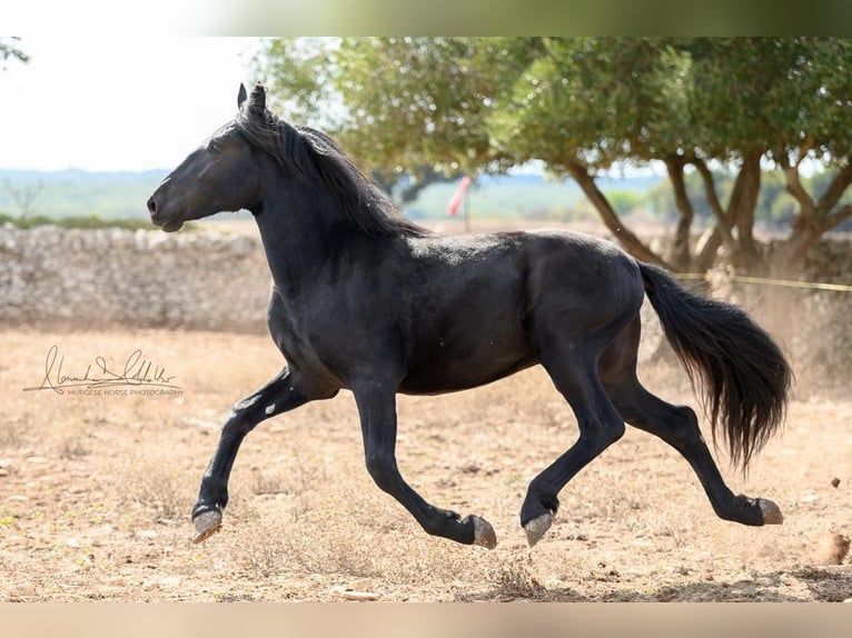 Murgese Hengst 2 Jahre 154 cm Rappe in Martina Franca
