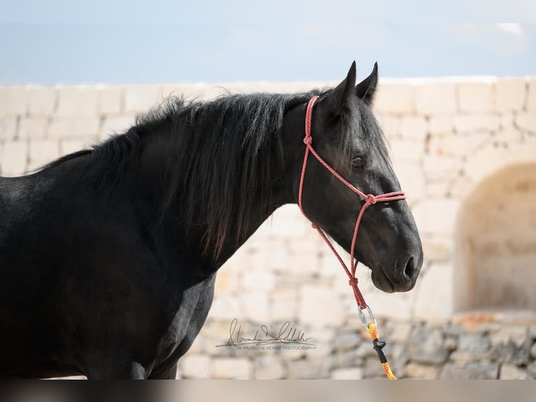 Murgese Hengst 2 Jahre 154 cm Rappe in Martina Franca