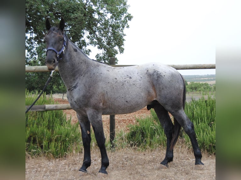 Murgese Hengst 2 Jahre 154 cm Roan-Blue in Murgia