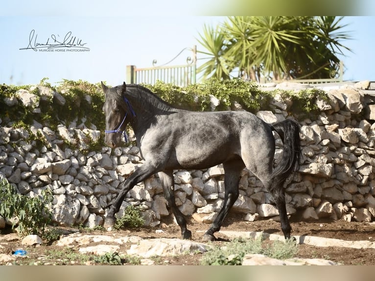 Murgese Hengst 2 Jahre 156 cm Roan-Blue in Martina Franca