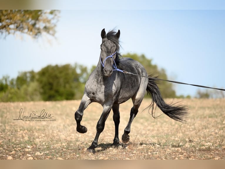 Murgese Hengst 2 Jahre 156 cm Roan-Blue in Martina Franca