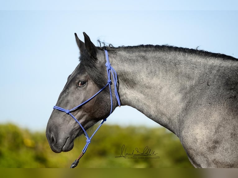 Murgese Hengst 2 Jahre 156 cm Roan-Blue in Martina Franca