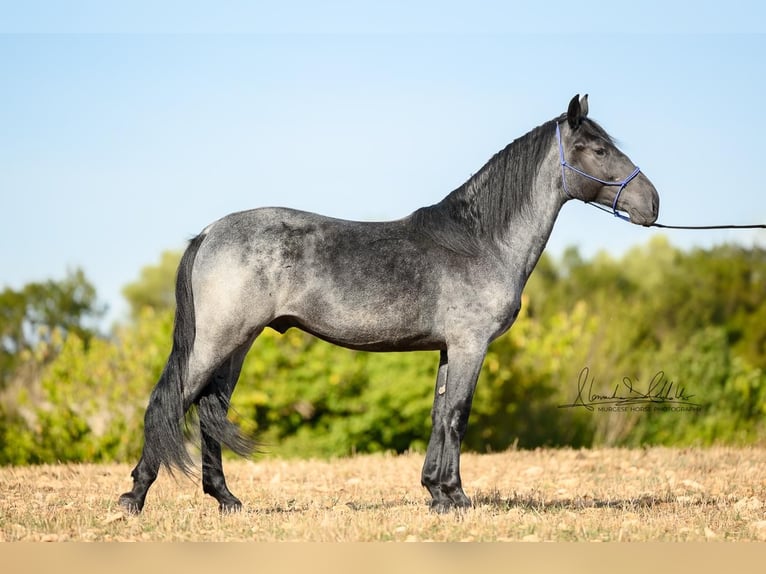 Murgese Hengst 2 Jahre 156 cm Roan-Blue in Martina Franca