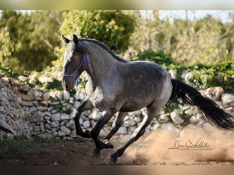 Murgese Hengst 2 Jahre 156 cm Roan-Blue in Martina Franca