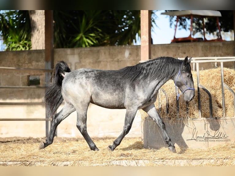 Murgese Hengst 2 Jahre 156 cm Roan-Blue in Martina Franca