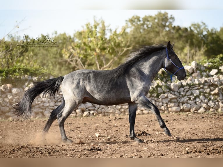 Murgese Hengst 2 Jahre 156 cm Roan-Blue in Martina Franca