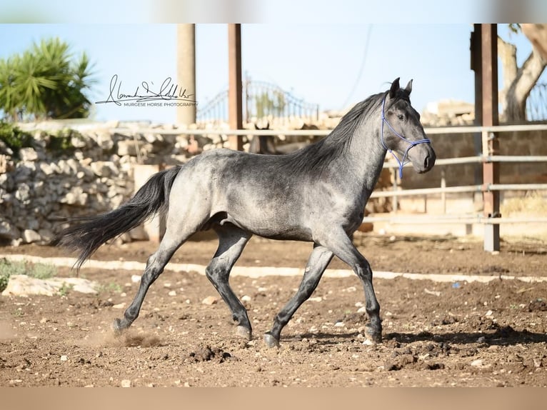 Murgese Hengst 2 Jahre 156 cm Roan-Blue in Martina Franca