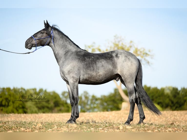 Murgese Hengst 2 Jahre 156 cm Roan-Blue in Martina Franca