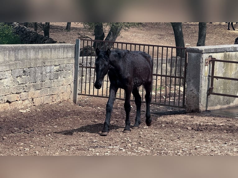 Murgese Hengst 2 Jahre 157 cm Rappe in Martina Franca