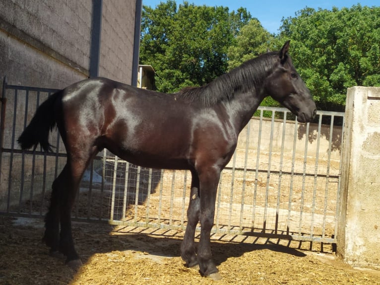 Murgese Hengst 2 Jahre 157 cm Rappe in Martina Franca