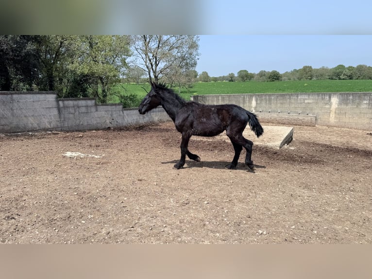 Murgese Hengst 2 Jahre 157 cm Rappe in Martina Franca
