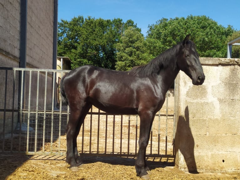 Murgese Hengst 2 Jahre 157 cm Rappe in Martina Franca