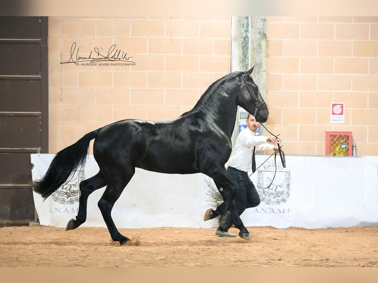 Murgese Hengst 2 Jahre 160 cm Rappe in Martina Franca