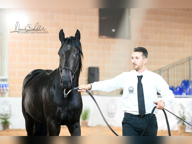 Murgese Hengst 2 Jahre 160 cm Rappe in Martina Franca