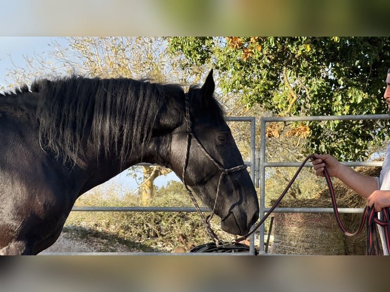 Murgese Hengst 2 Jahre 160 cm Rappe in Martina Franca