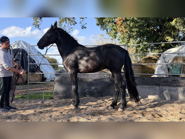 Murgese Hengst 2 Jahre 160 cm Rappe in Martina Franca